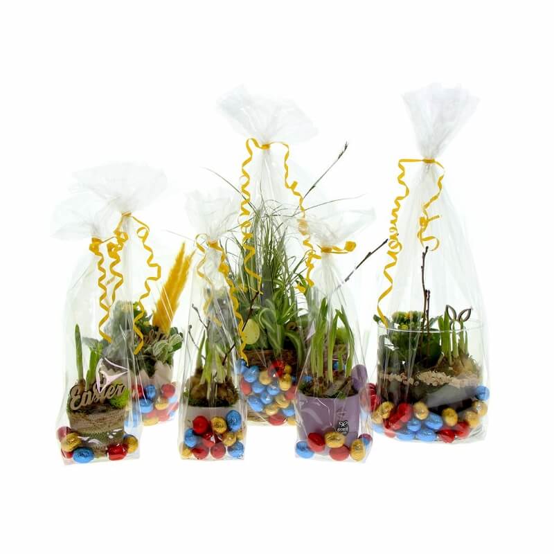 Paasbloem in een glas