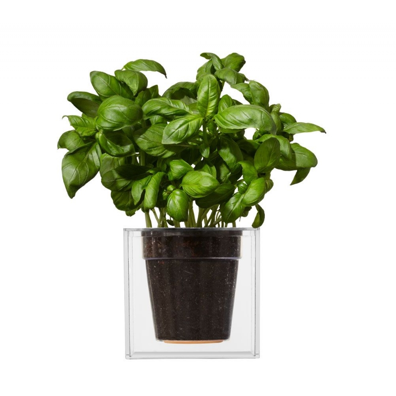 Plantenbak vergeet-me-niet