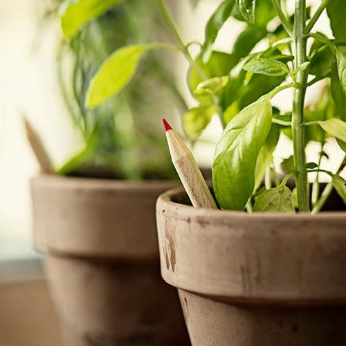 Sprout potlood met zaadjes voor bloemen en kruiden