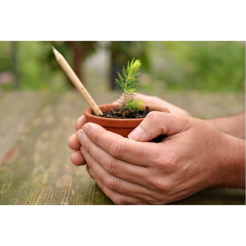 Sprout potlood waaruit je eigen Kerstboom groeit