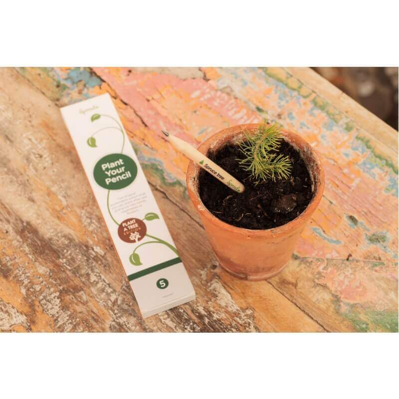 Sprout potlood waaruit je eigen Kerstboom groeit