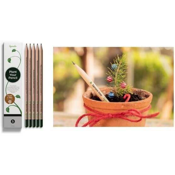 Sprout potlood waaruit je eigen Kerstboom groeit